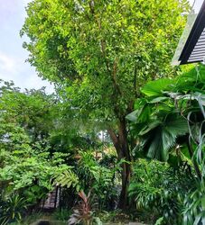 Serangoon Garden Estate (D19), Detached #470200891